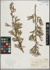 Foto von Salix lapponum L. x Salix viminalis L.